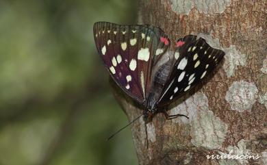 Sasakia charonda formosana Shirozu, 1963 大紫蛺蝶