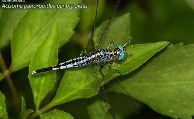 Acisoma panorpoides panorpoides Rambur, 1842 粗腰蜻蜓