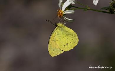 Ixias pyrene insignis Butler, 1879 異粉蝶