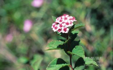 Spiraea morrisonicola Hayata 玉山繡線菊