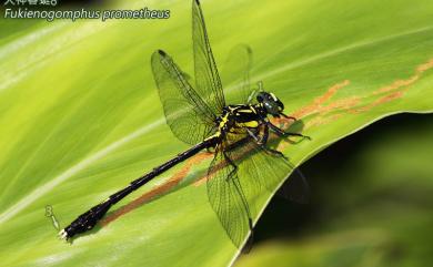 Fukienogomphus prometheus (Lieftinck, 1939) 火神春蜓