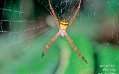 Argiope amoena L. Koch, 1878 悅目金蛛