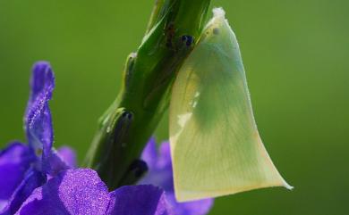 Geisha distinctissima (Walker, 1858) 青蛾蠟蟬