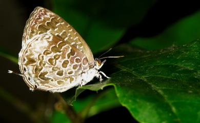 Arhopala birmana asakurae Matsumura, 1926 小紫灰蝶