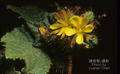 Triumfetta rhomboidea Jacq. 垂桉草