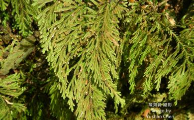 Selaginella moellendorffii Hieron. 異葉卷柏