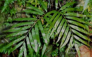 Plenasium banksiifolium 粗齒革葉紫萁