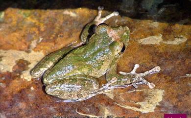 Buergeria robusta (Boulenger, 1909) 褐樹蛙