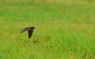 Hirundo rustica mandschurica Meise, 1934 家燕(紅腹亞種)