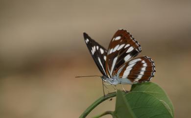 Limenitis fortuna kodahirai 幻紫線蛺蝶