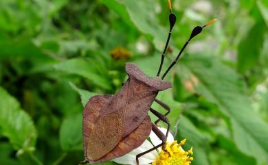 Dalader formosanus Esaki, 1931 臺灣鬚緣椿象