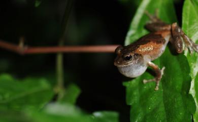 Kurixalus idiootocus (Kuramoto & Wang, 1987) 面天樹蛙