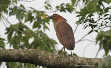 Gorsachius melanolophus (Raffles, 1822) 黑冠麻鷺