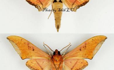 Ambulyx ochracea ochracea Butler, 1885 裂斑鷹翅天蛾