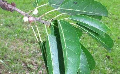 Ficus subpisocarpa Gagnep. 雀榕