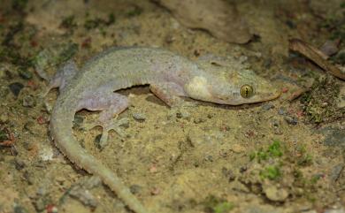 Hemidactylus stejnegeri Ota & Hikida, 1989 史丹吉氏蝎虎