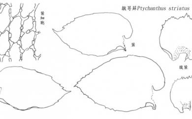 Ptychanthus striatus (Lehm. & Lindenb.) Nees,1838 皺萼蘚