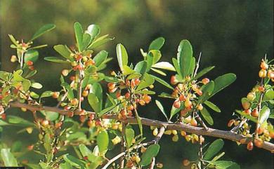 Maytenus diversifolia (Maxim.) Ding Hou 北仲