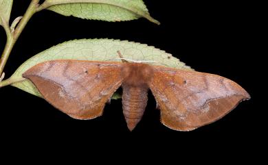 Andraca theae (Matsumura, 1909) 臺灣茶蠶蛾