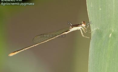 Agriocnemis pygmaea (Rambur, 1842) 橙尾細蟌