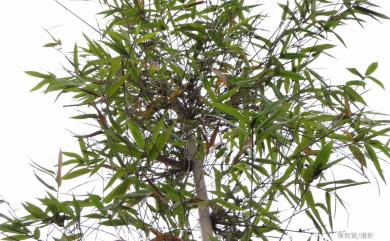 Bambusa pachinensis var. hirsutissima 長毛八芝蘭竹