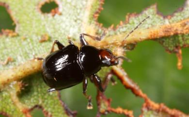 Basilepta davidi (Lefevre, 1877) 大衛溝腳猿金花蟲