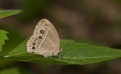 Mycalesis mineus (Linnaeus, 1758) 小眉眼蝶