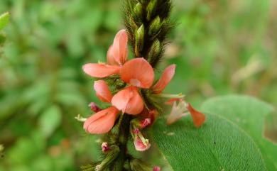 Indigofera hirsuta L. 毛木藍