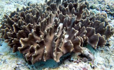 Lobophytum hirsutum Tixier-Durivault, 1956 粗糙葉形軟珊瑚