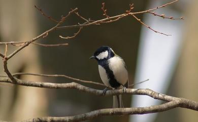 Parus minor commixtus (Swinhoe, 1868) 白頰山雀