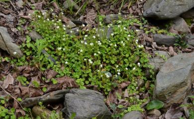 Trigonotis formosana var. elevatovenosa (Hayata) S.D. Shen & J.C. Wang 臺北附地草