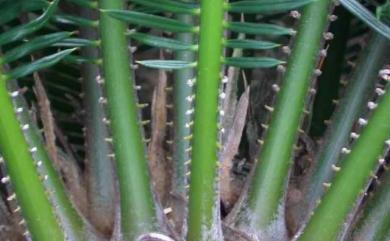 Cycas revoluta Thunb. 蘇鐵