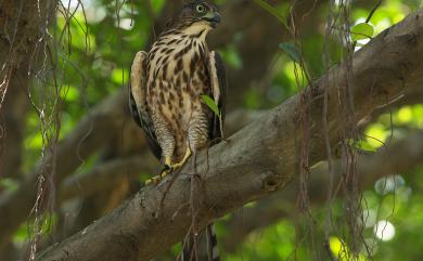 Accipiter trivirgatus formosae Mayr, 1949 鳳頭蒼鷹(台灣特有亞種)