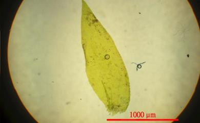 Taxiphyllum taxirameum (Mitt.) Fleisch., 1923 長葉鱗葉苔