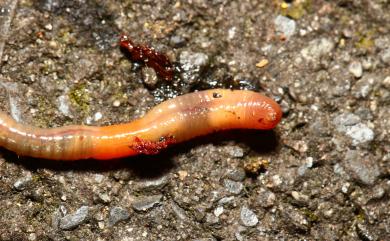 Eiseniella tetraedra (Savigny, 1826) 方尾小愛勝蚓