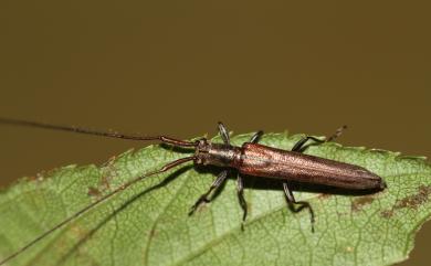 Pseudocalamobius leptissimus Gressitt, 1936 阿里山瘦天牛