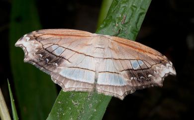 Leucoblepsis taiwanensis Buchsbaum & Miller, 2003 雙角窗鉤蛾