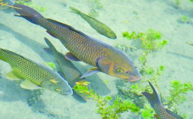 Cyprinus carpio carpio Linnaeus, 1758 鯉