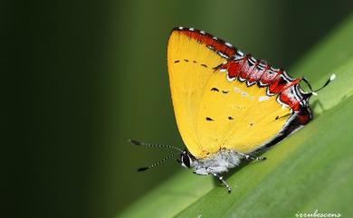 Heliophorus ila matsumurae (Fruhstorfer, 1908) 紫日灰蝶