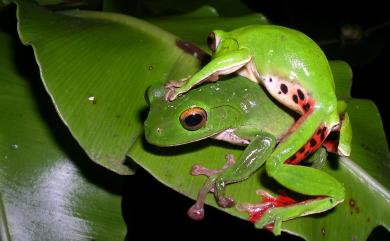 Zhangixalus moltrechti (Boulenger, 1908) 莫氏樹蛙