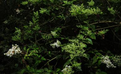 Ligustrum sinense 小實女貞