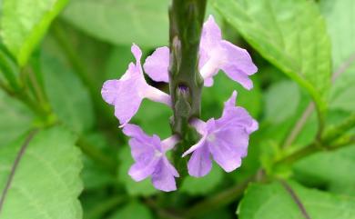 Stachytarpheta jamaicensis (L.) Vahl 牙買加長穗木