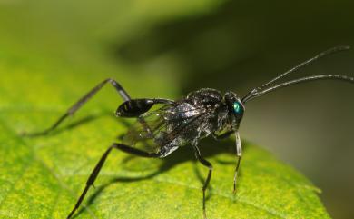 Evania appendigaster (Linnaeus, 1758) 蠊卵旗腹蜂