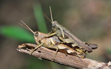 Xenocatantops brachycerus (Willemse, C., 1932) 短角外斑腿蝗