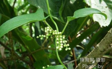 Dioscorea japonica var. pseudojaponica 基隆野山藥