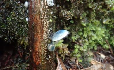 Mycena (Pers.) Roussel 小菇屬