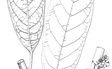 Symplocos koshunensis 恆春灰木