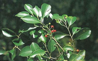 Ilex goshiensis 圓葉冬青