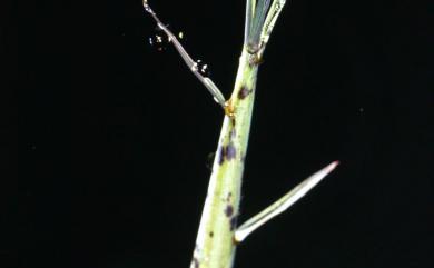 Phyllostachys pubescens 孟宗竹