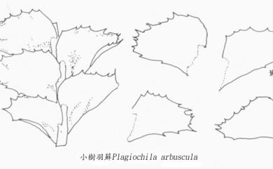 Plagiochila arbuscula (Brid. ex Lehm. & Lindenb.) Lindenb. 小樹羽蘚